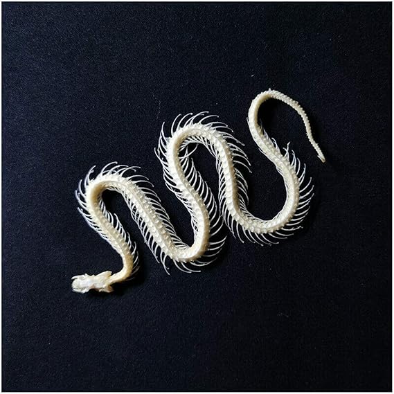 マムシ 蛇 骨格標本